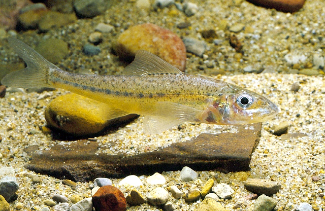 Pretty Troutperch
