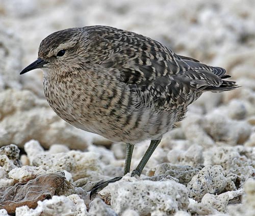 Tuamotu sandpiper