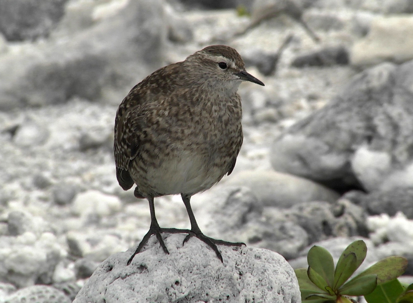 Pretty Tuamotu sandpiper