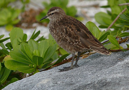 Pretty Tuamotu sandpiper