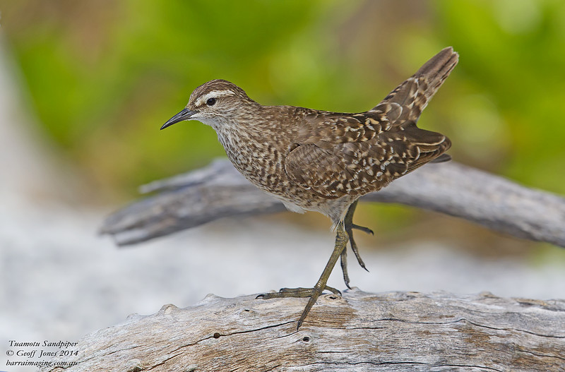 Pretty Tuamotu sandpiper
