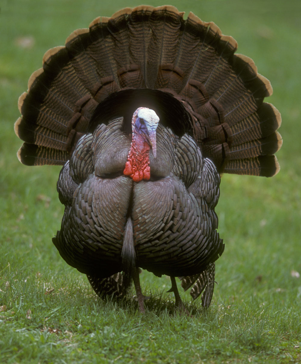 Cool Turkey