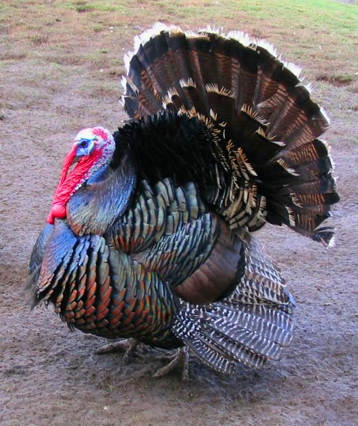 Pretty Turkey