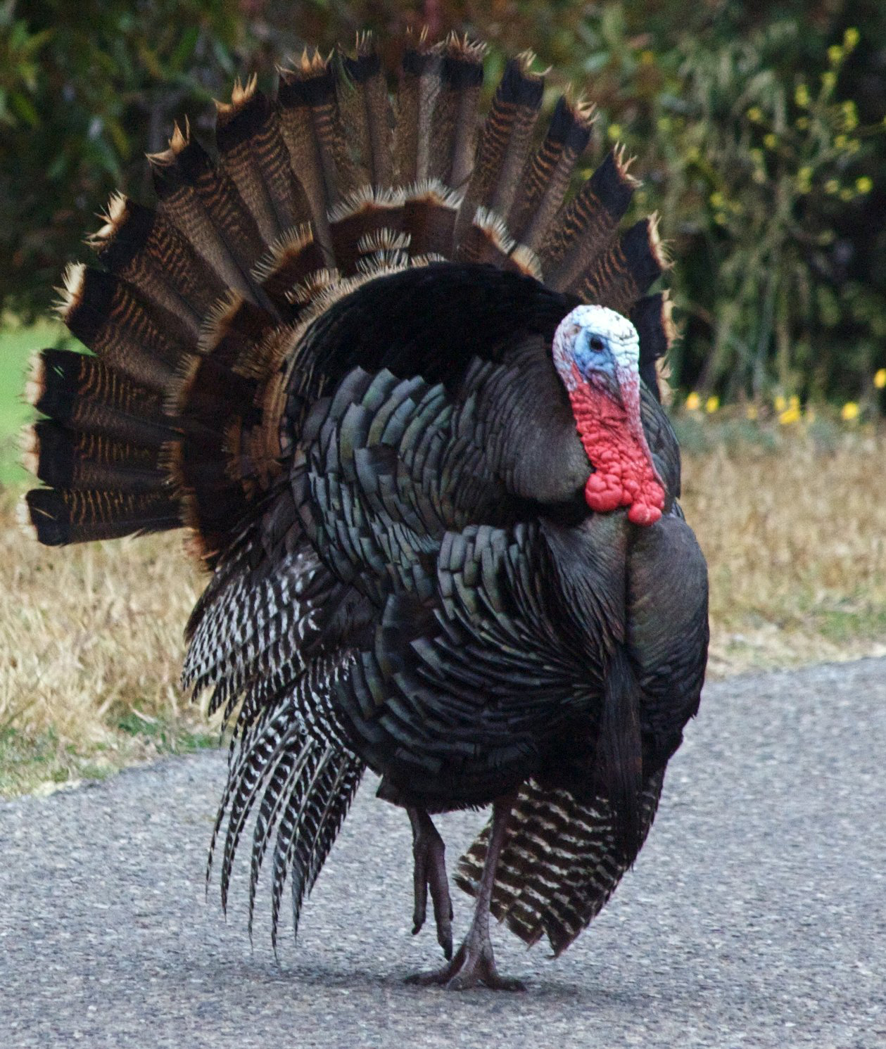 Cute Turkey