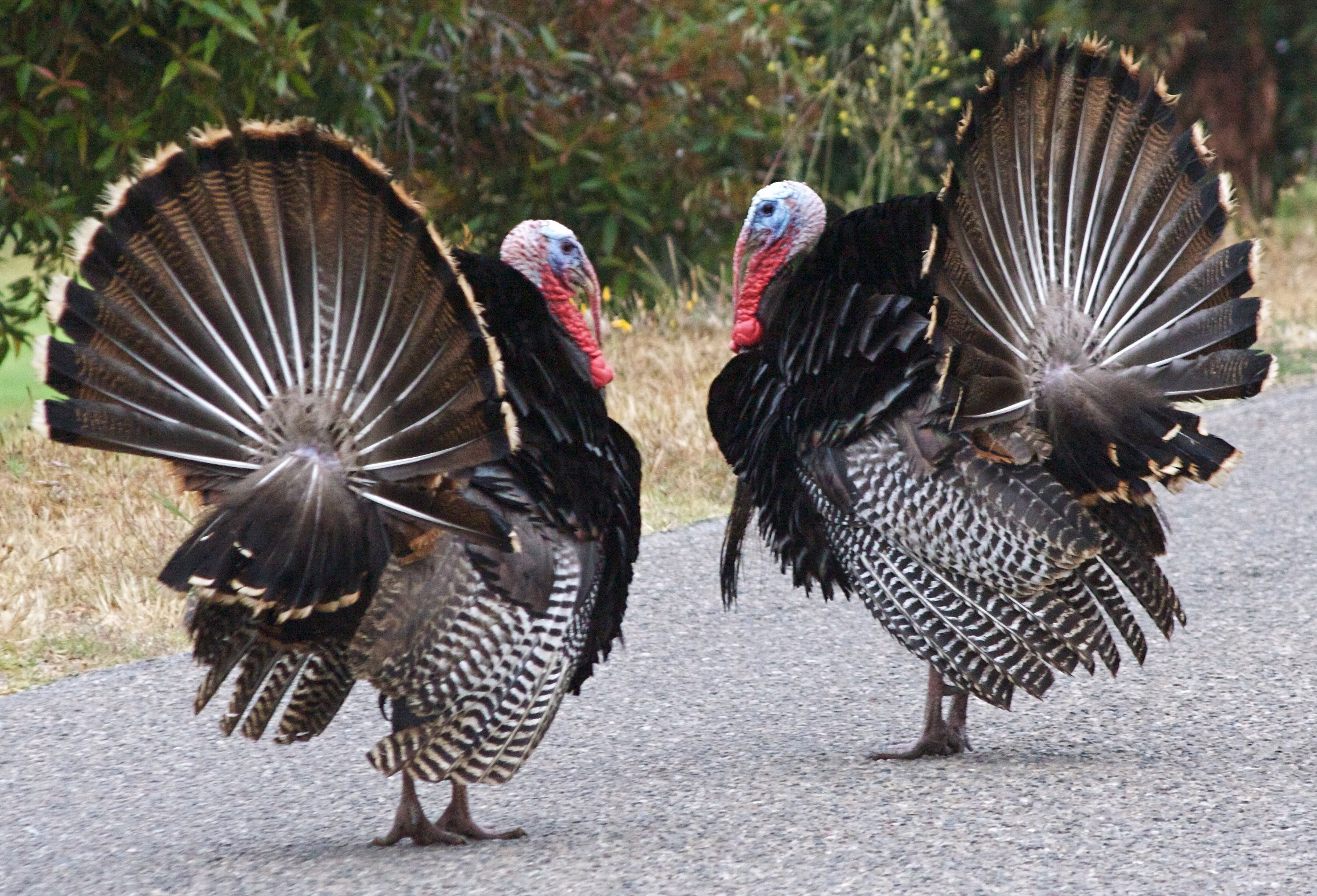 Wallpaper Turkey