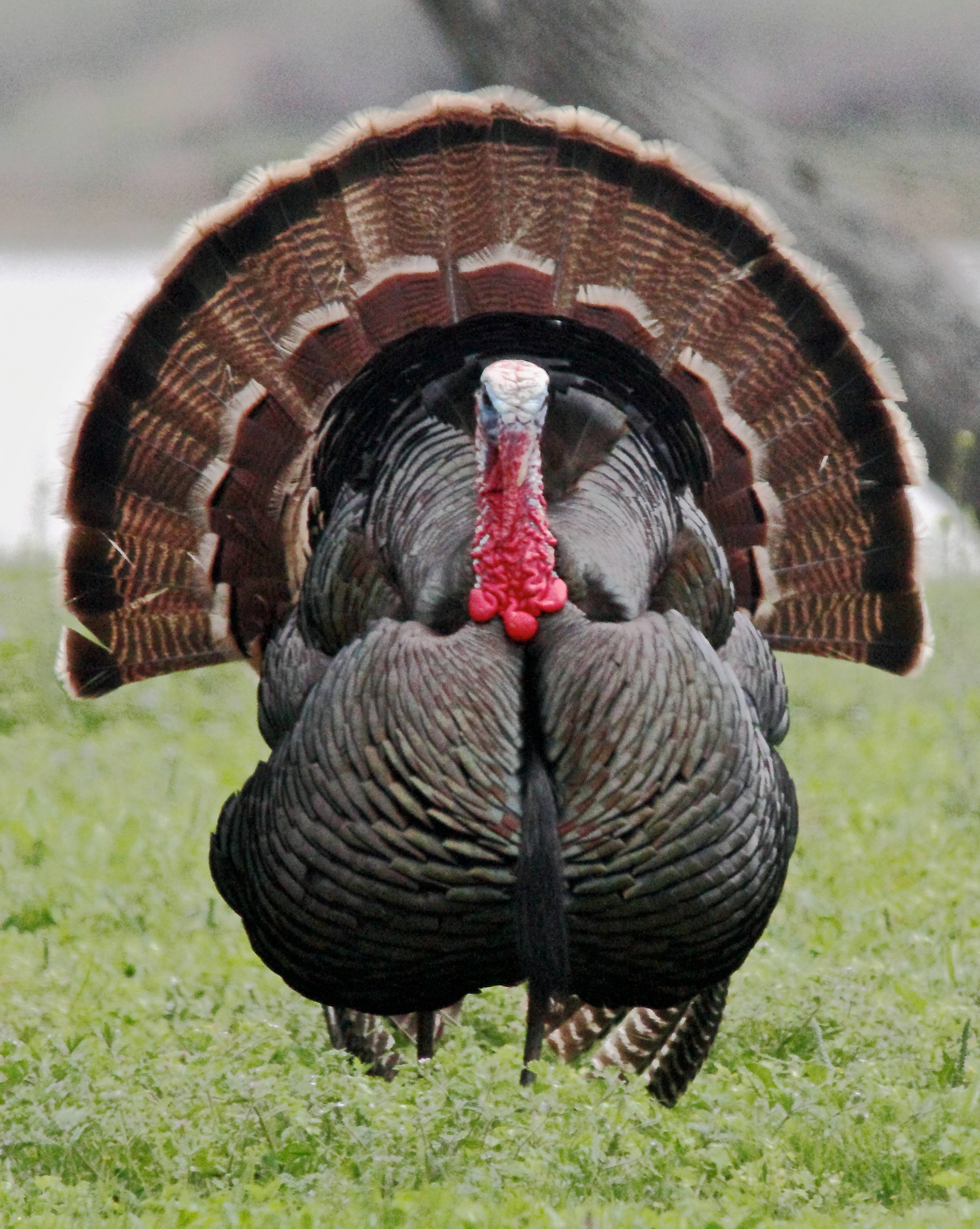 Turkey photo 