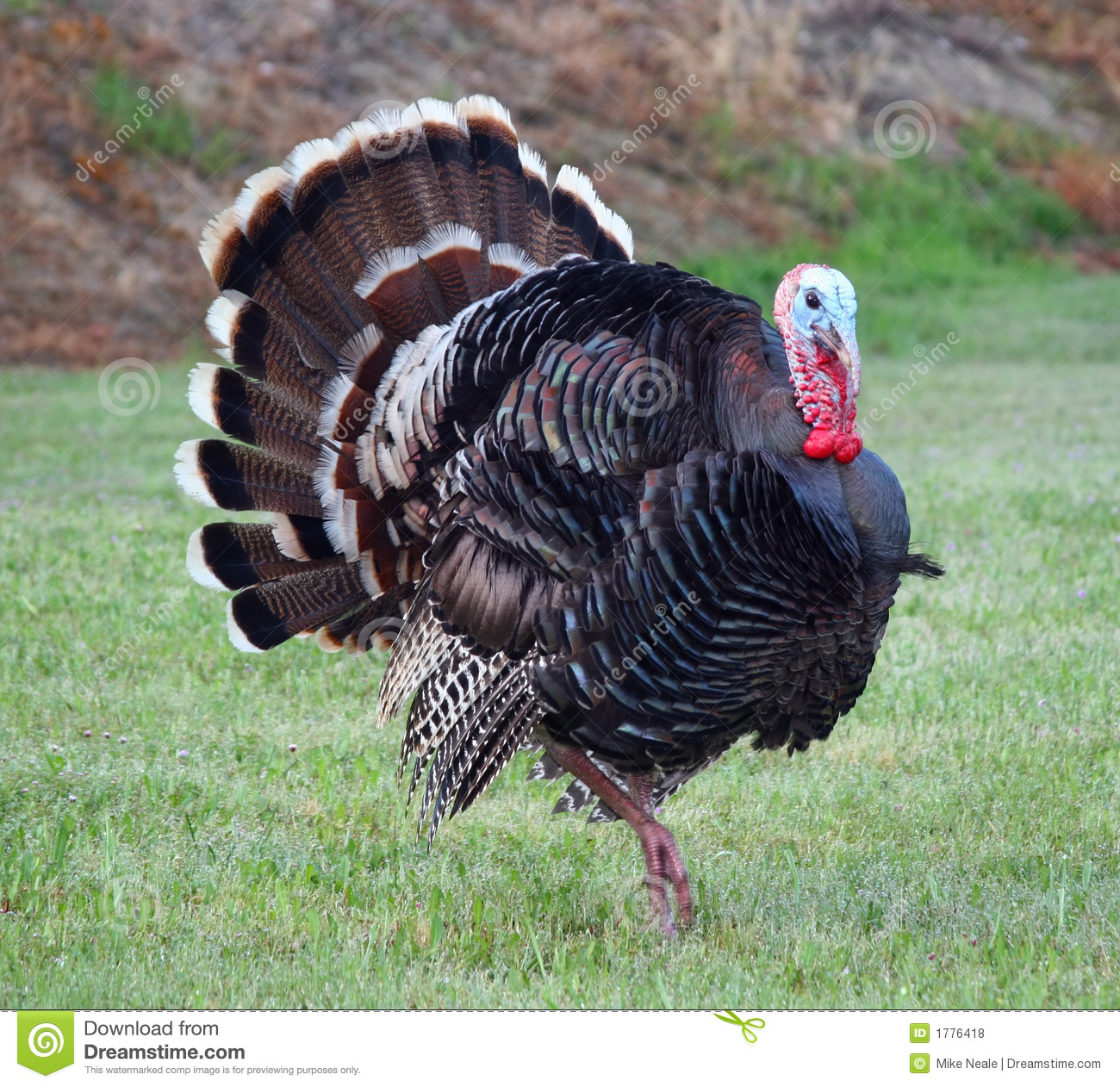 Turkey wallpaper
