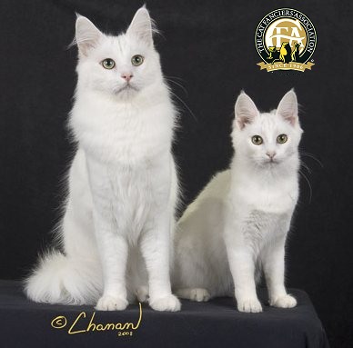 Cool Turkish Angora - Cat Breed