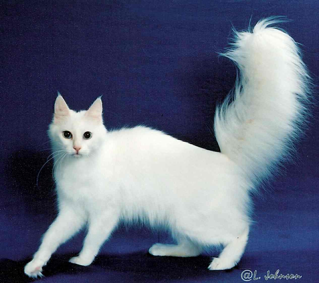 Cute Turkish Angora - Cat Breed