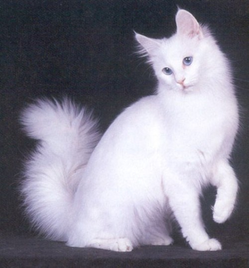 Wallpaper Turkish Angora - Cat Breed