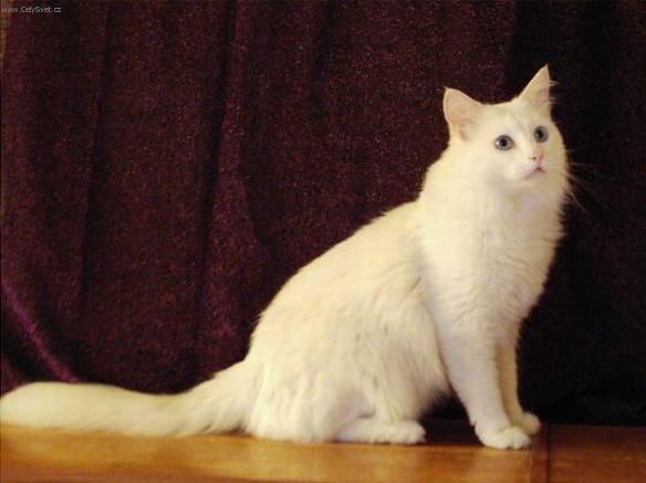 Photo Turkish Angora - Cat Breed