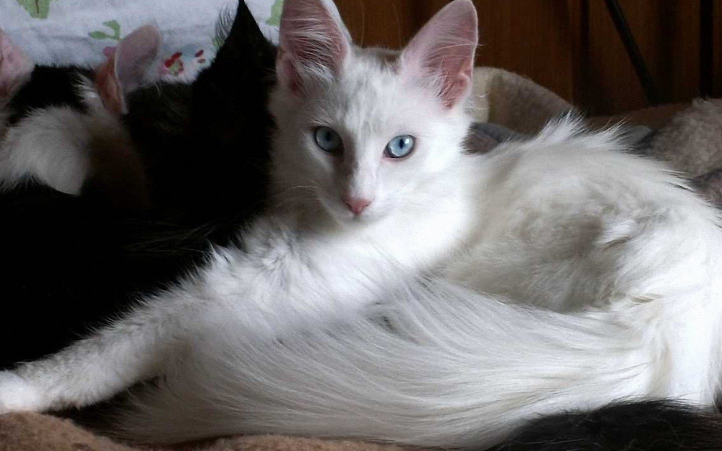 Turkish Angora - Cat Breed photo 