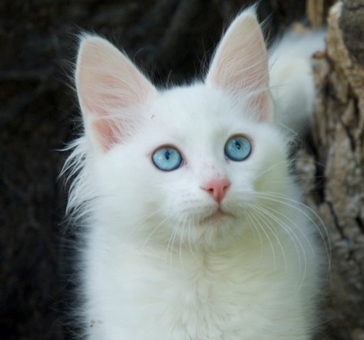 Turkish Angora - Cat Breed wallpaper