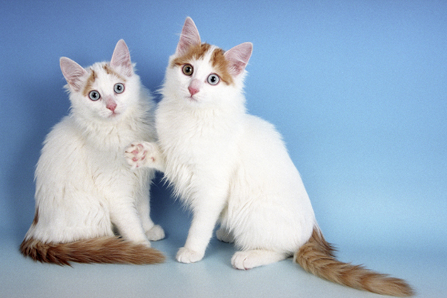 Turkish Van - Cat Breed