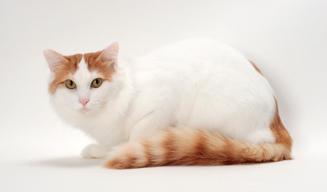 Cool Turkish Van - Cat Breed