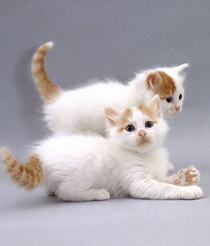 Pretty Turkish Van - Cat Breed
