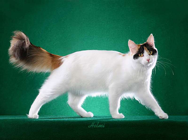 Wallpaper Turkish Van - Cat Breed
