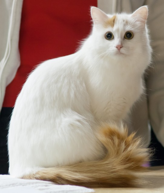 Photo Turkish Van - Cat Breed