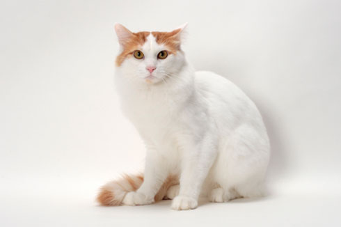Turkish Van - Cat Breed photo 