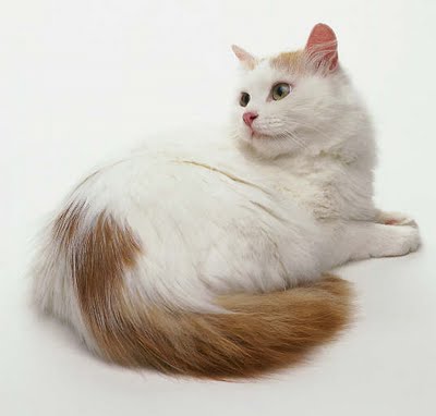 Turkish Van - Cat Breed wallpaper