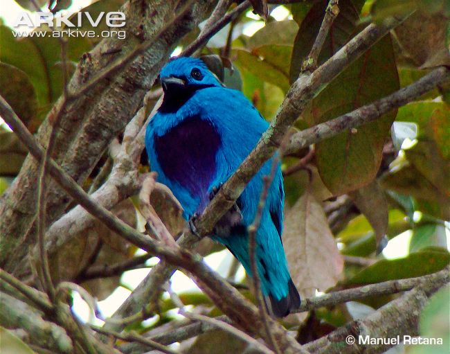 Turquoise cotinga