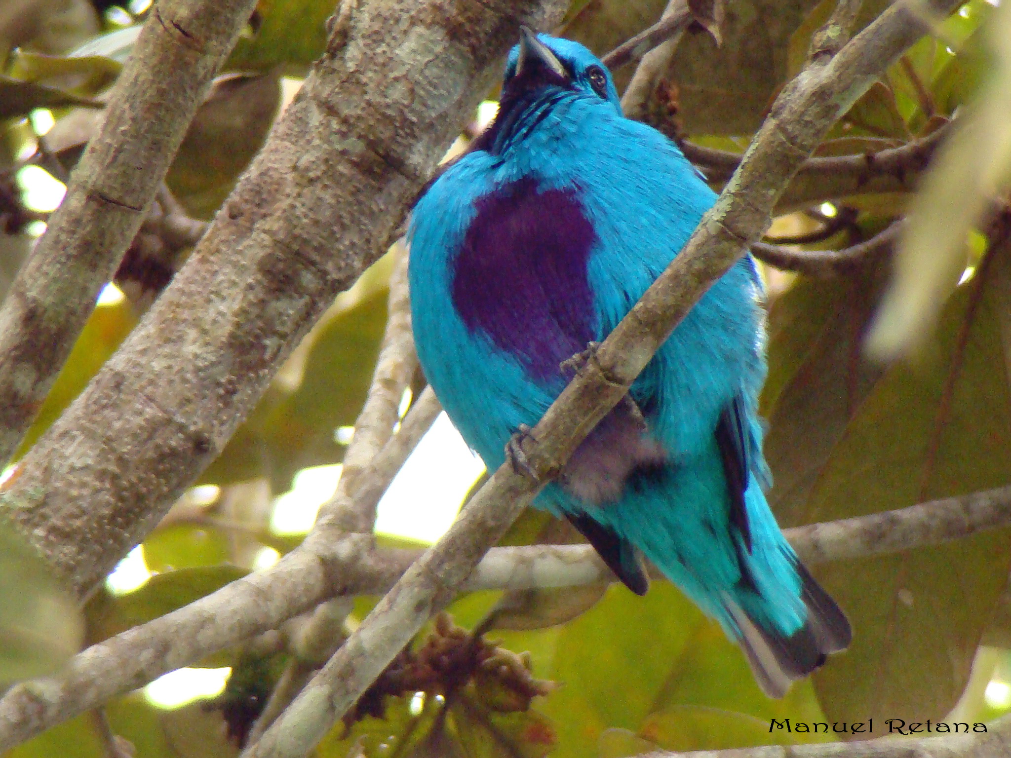 Pretty Turquoise cotinga