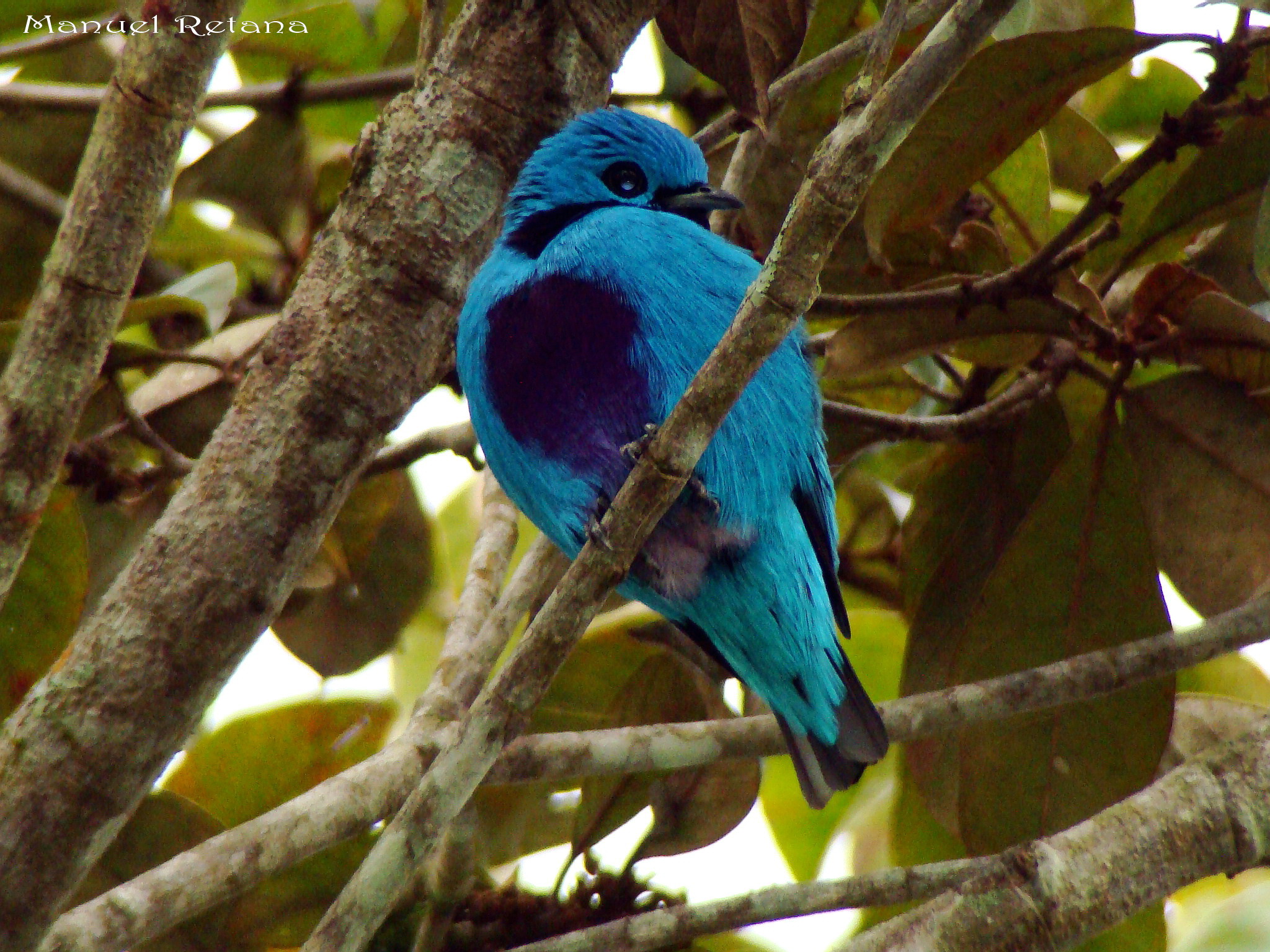 Pretty Turquoise cotinga