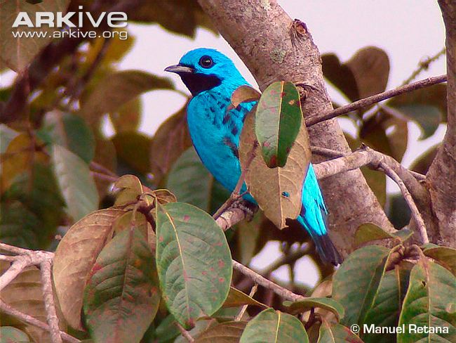 Pretty Turquoise cotinga