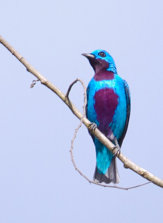 Pretty Turquoise cotinga