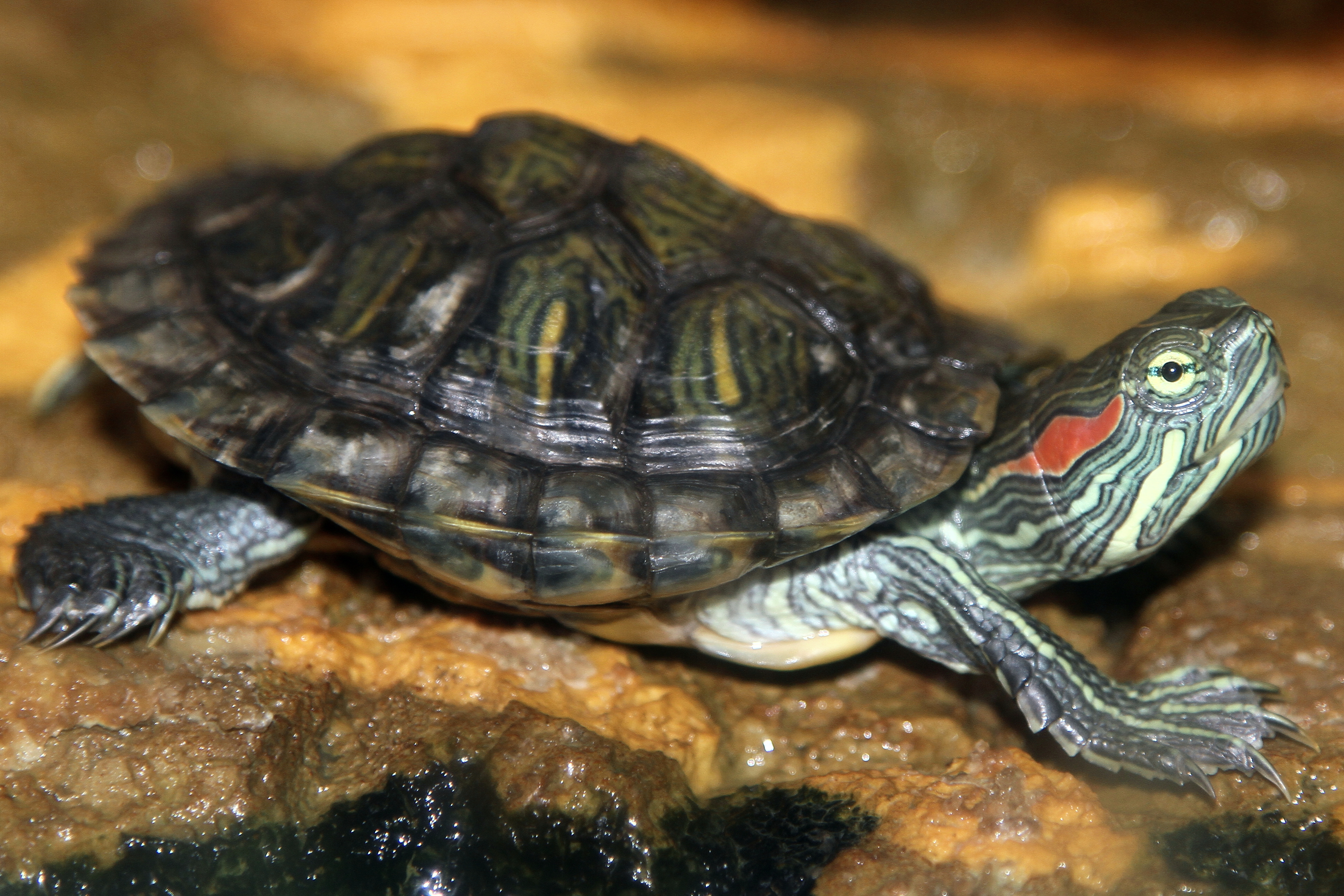 Cute Turtle and Tortoise