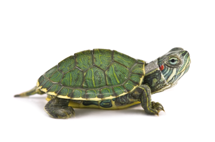 Photo Turtle and Tortoise