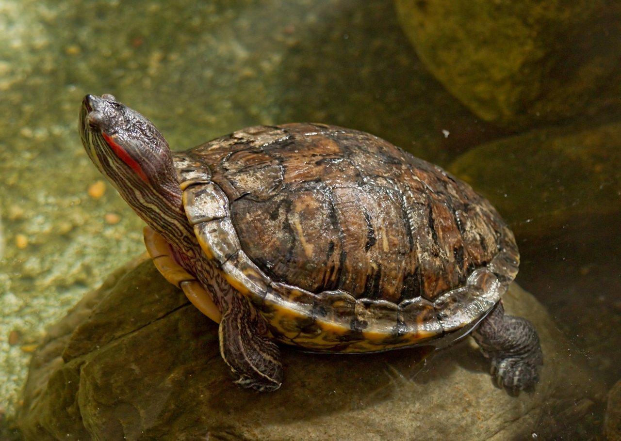 Turtle and Tortoise photo 
