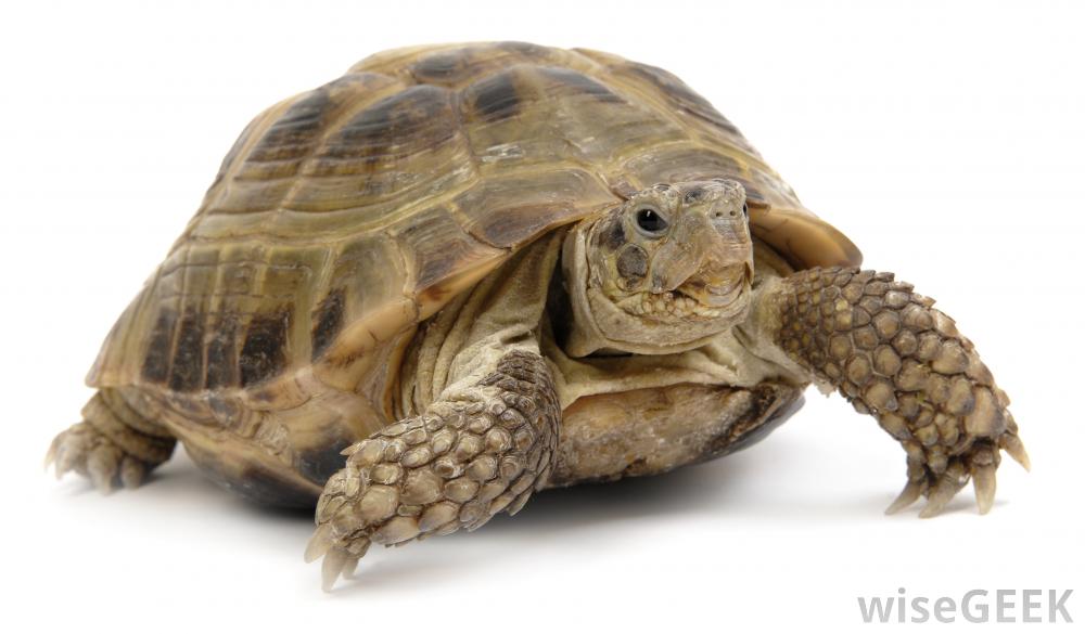Turtle and Tortoise wallpaper