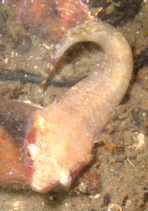 Pretty Two-spotted clingfish