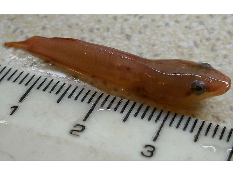 Pretty Two-spotted clingfish