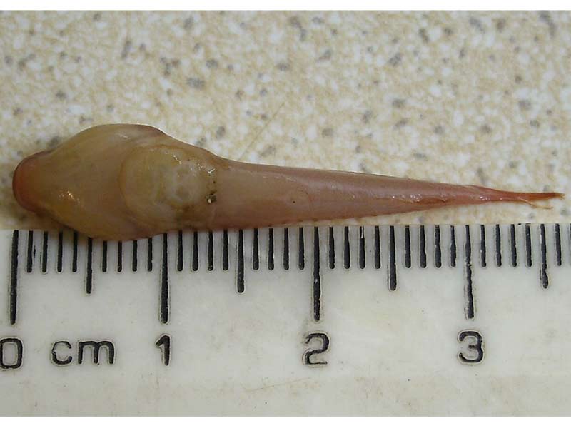 Pretty Two-spotted clingfish