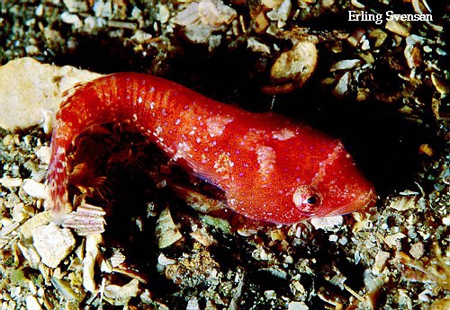 Pretty Two-spotted clingfish