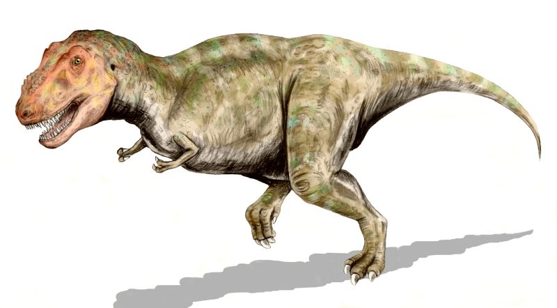Nice Tyrannosaurus