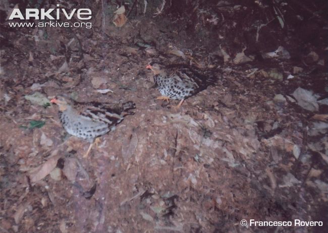 Pretty Udzungwa forest-partridge