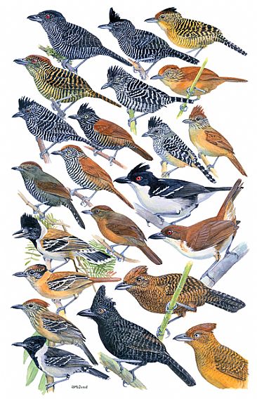 Undulated antshrike
