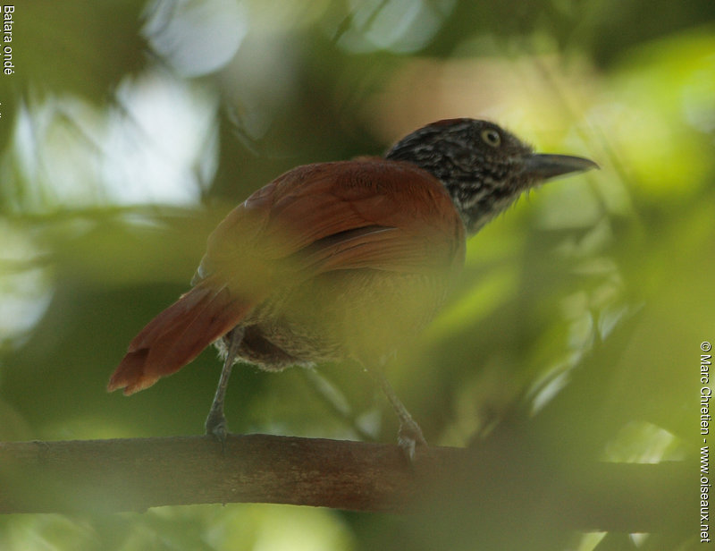Pretty Undulated antshrike