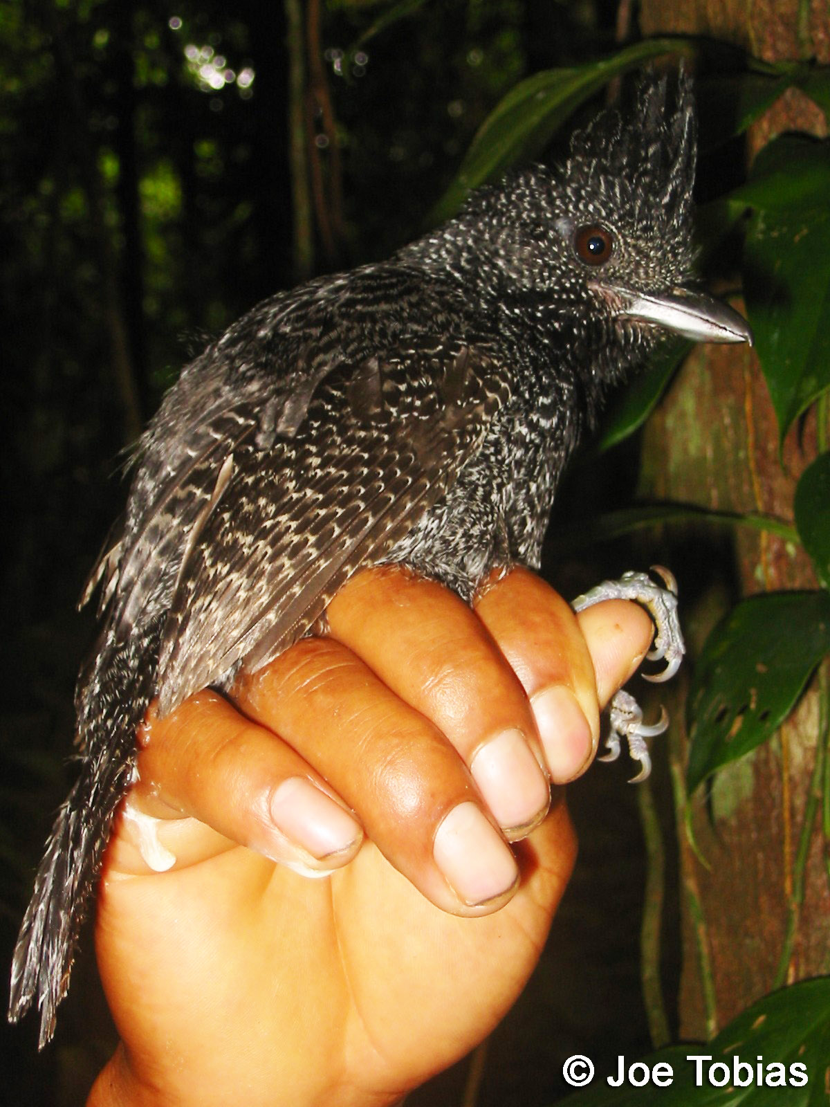 Pretty Undulated antshrike