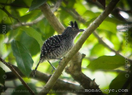 Pretty Undulated antshrike