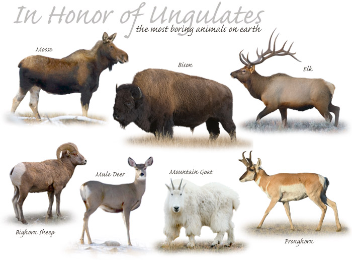 Ungulate