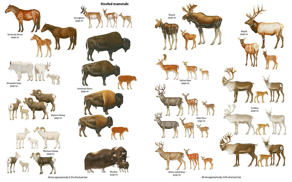 Ungulate- Photo#02