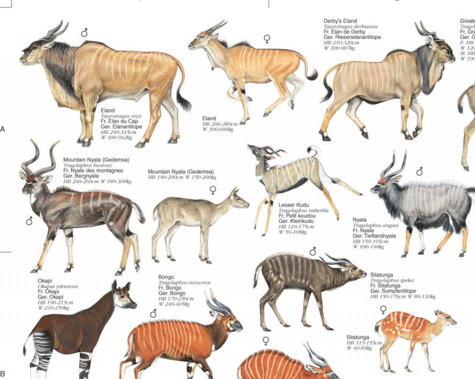 Ungulate- Photo#03