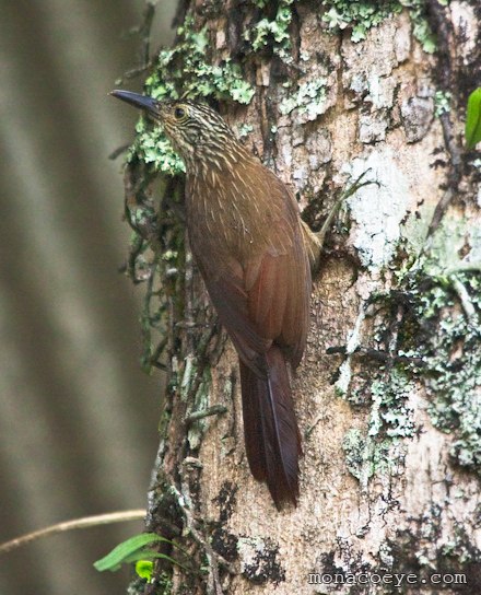 Uniform woodcreeper