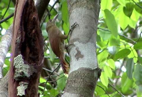 Pretty Uniform woodcreeper