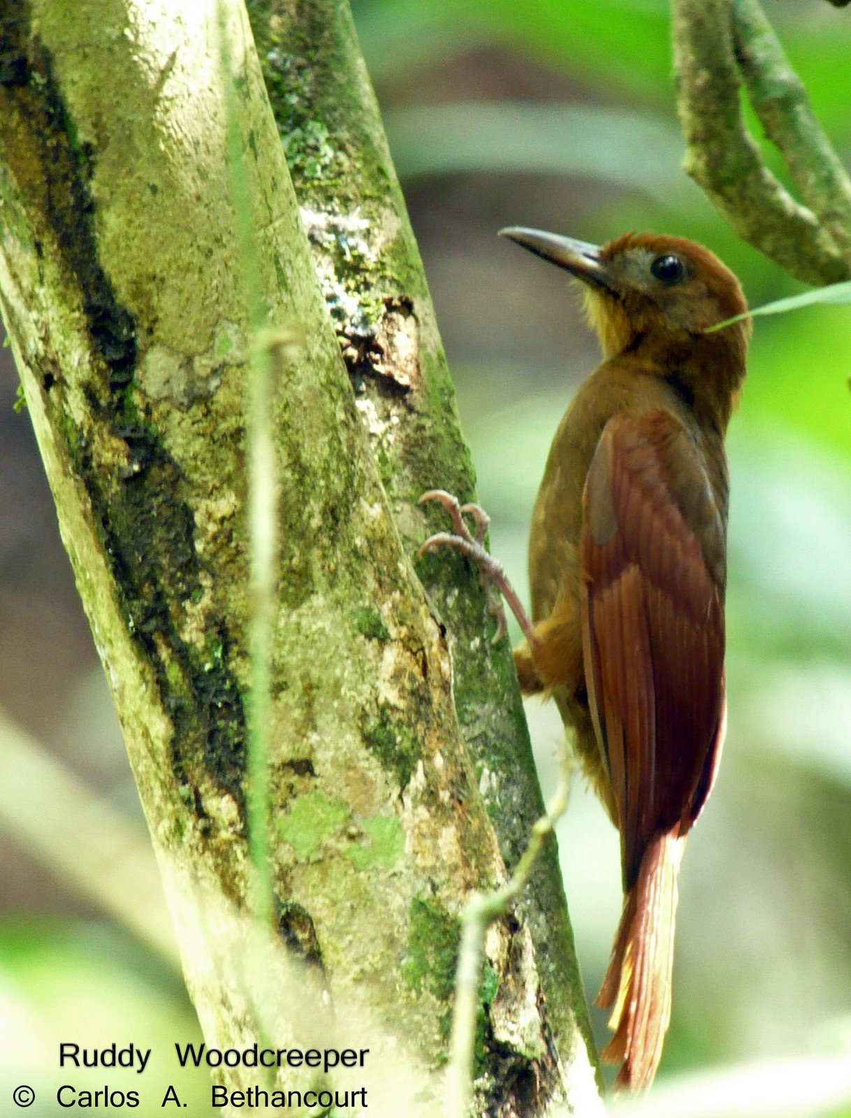 Pretty Uniform woodcreeper