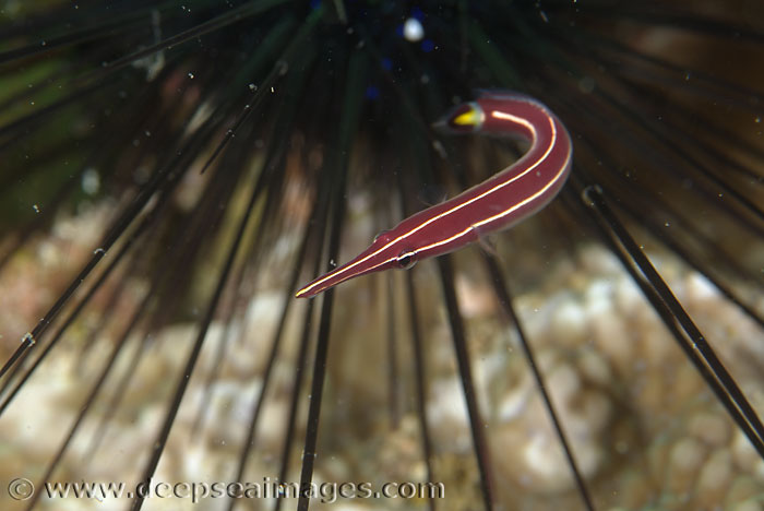 Urchin clingfish